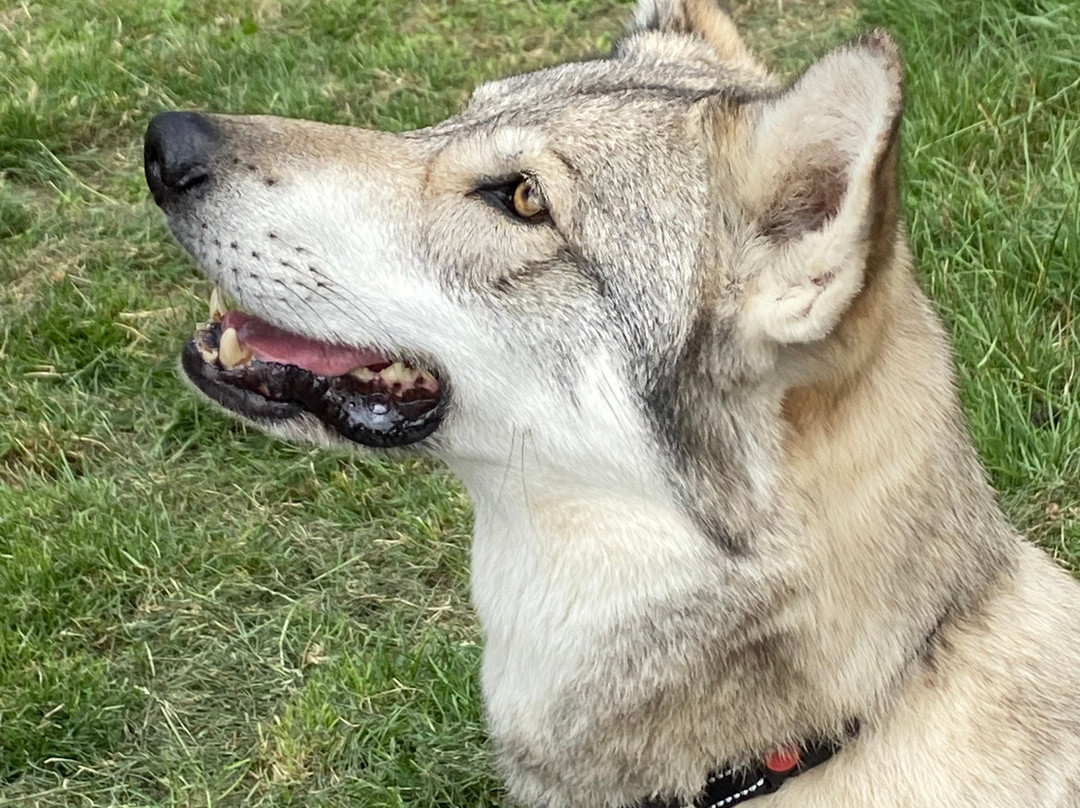 Watermill Wolves Wolf-dog Actors-Bexhill-on-Sea必去景点