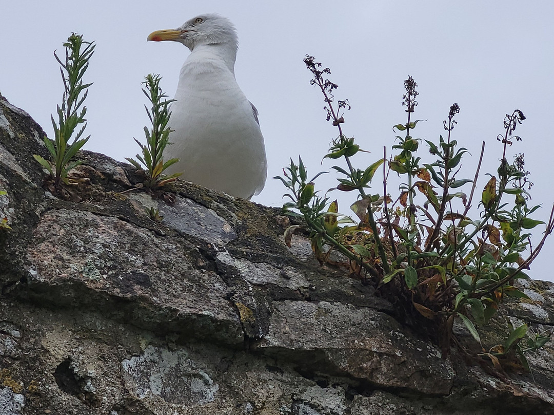 Tatihou Island-Saint-Vaast-la-Hougue必去景点