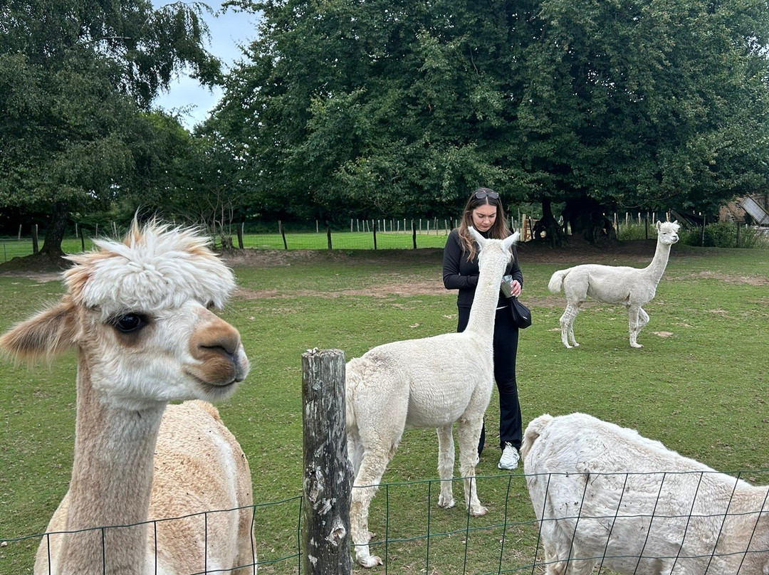 Bisou D'Alpaga-Saint-Clement-Rancoudray必去景点