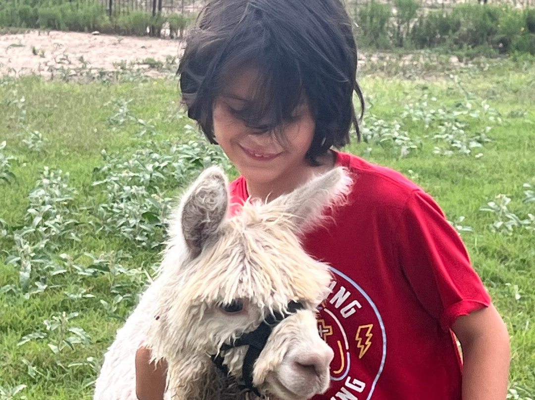 Suri Alpacas Of Crimson Ranch-塞金必去景点