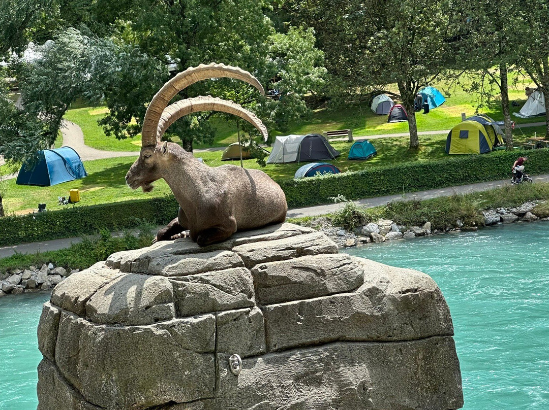 Tierpark Bern-伯尔尼必去景点