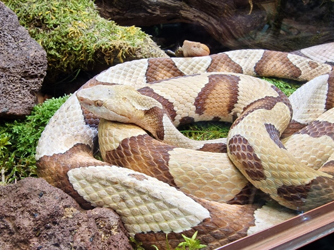 Reptilienzoo Nockalm-Patergassen必去景点