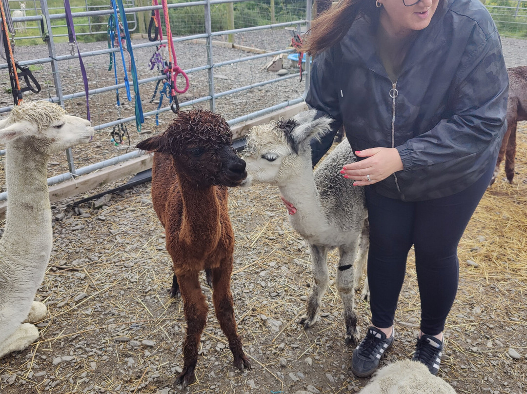The Flying Alpaca-Kilkee必去景点