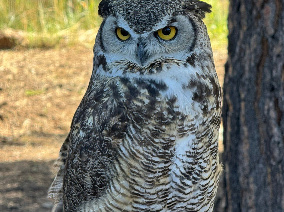 Badger Run Wildlife Rehab-克拉马斯福尔斯必去景点
