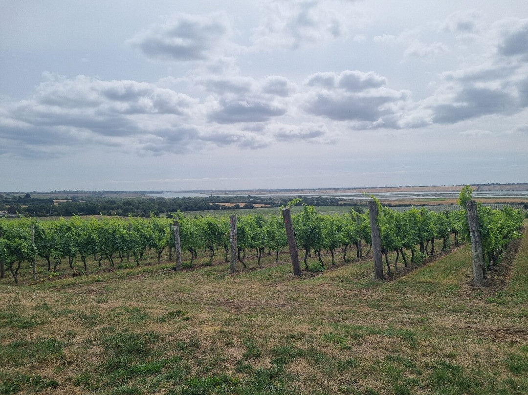 Clayhill Vineyard