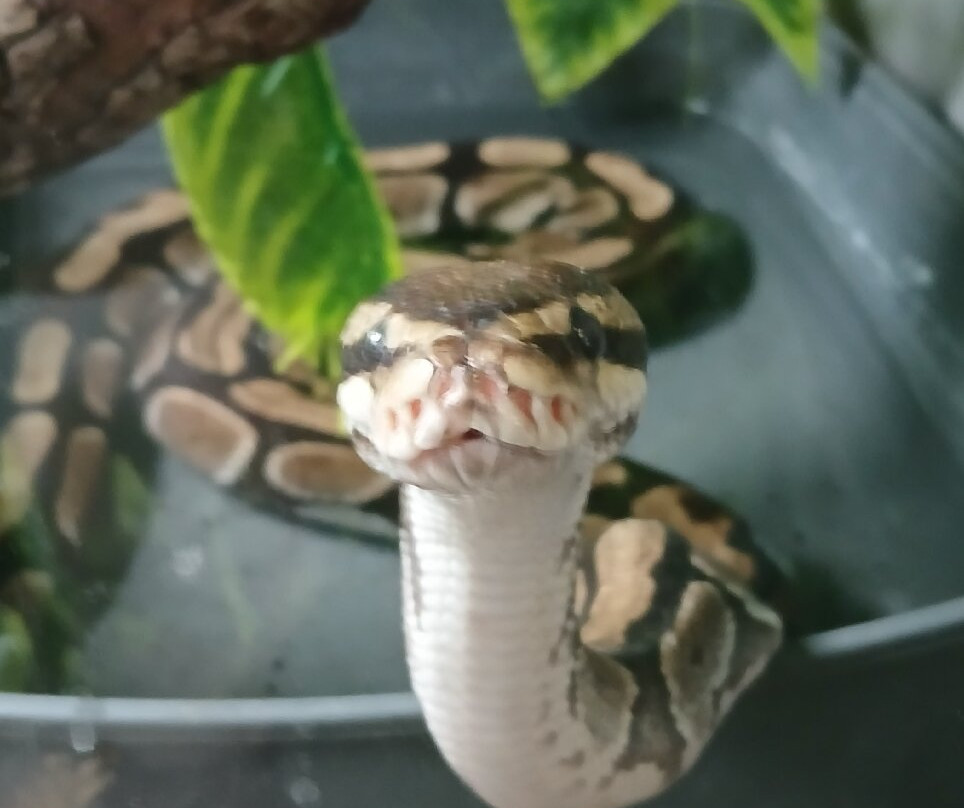 The National Reptile Zoo-基尔肯尼必去景点