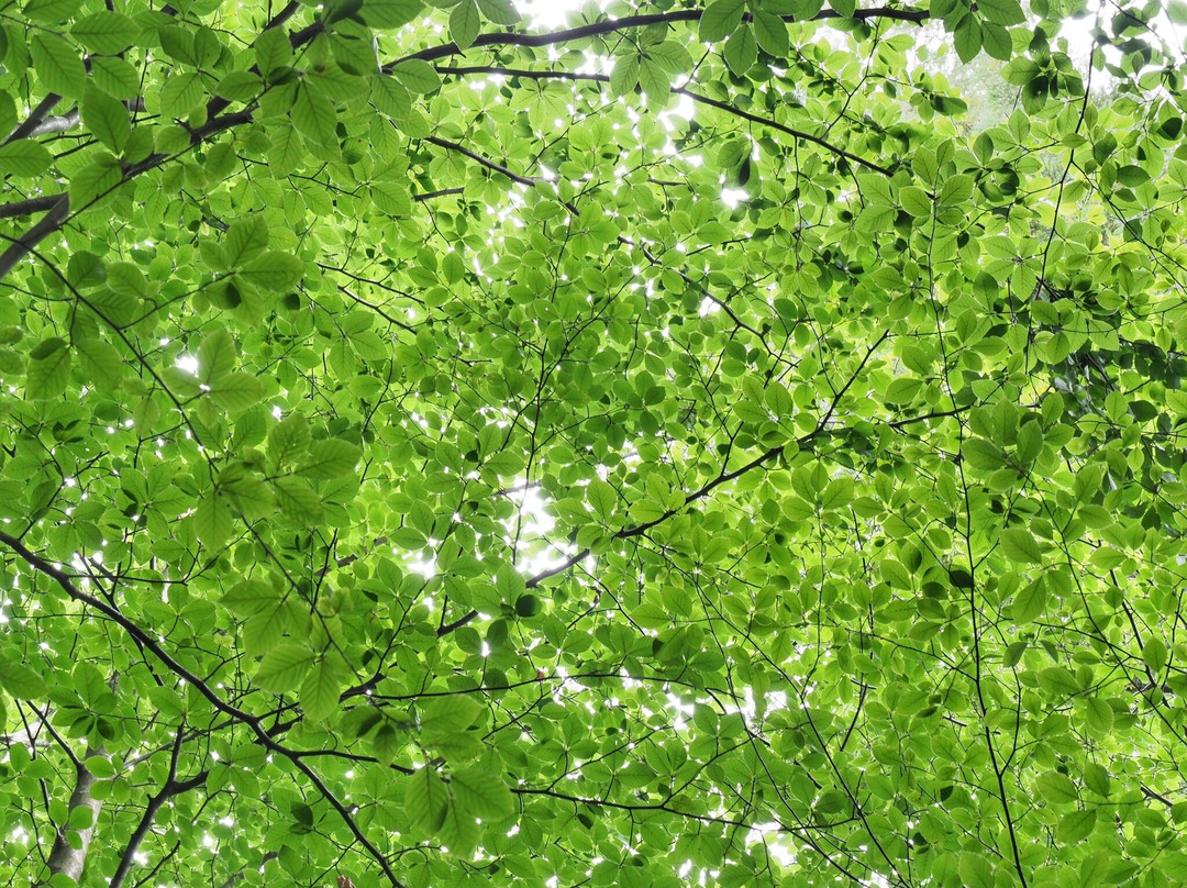Natural Monument of the Sequoias of Monte Cabezón-Cabezon de la Sal必去景点