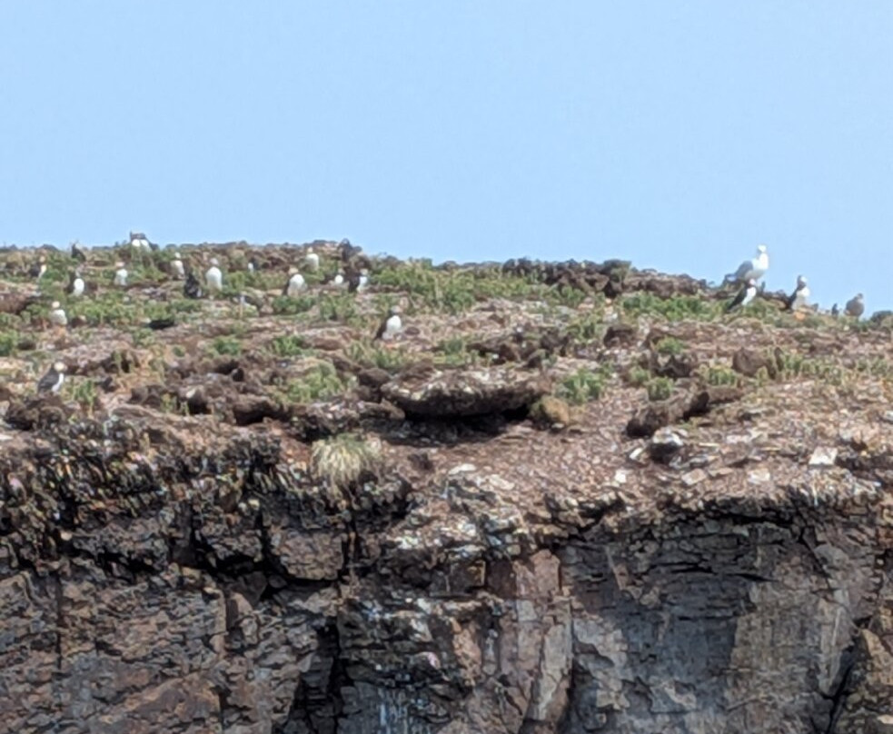 The Elliston Puffin Site-Elliston必去景点