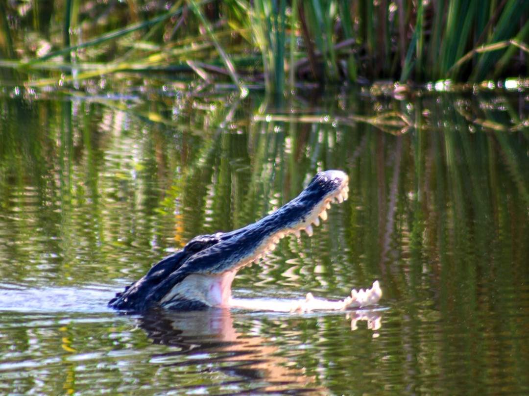 Lake Apopka Wildlife Drive-Apopka必去景点
