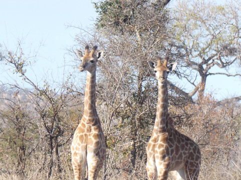 My Africa Safaris-霍德斯普鲁特必去景点