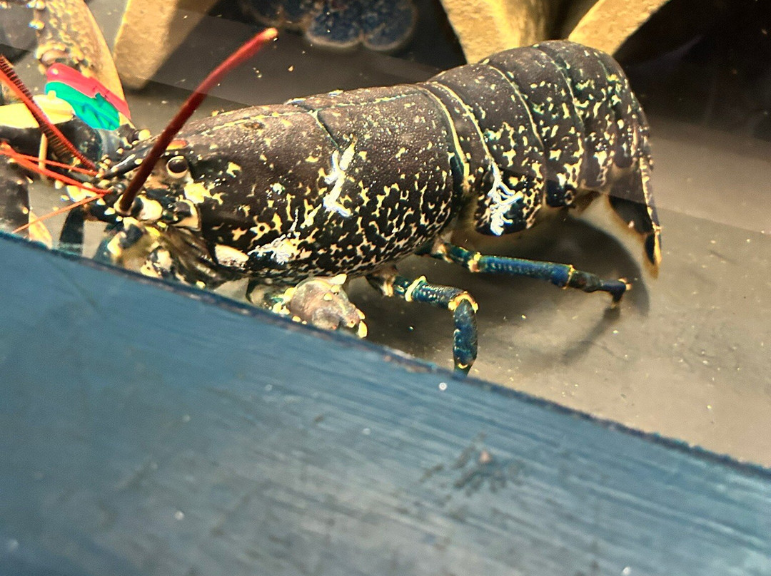National Lobster Hatchery-帕兹托必去景点