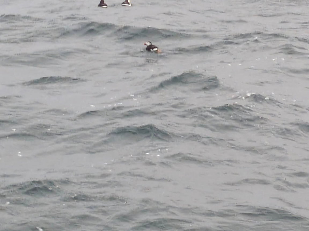 Puffin Safari-Bleik必去景点