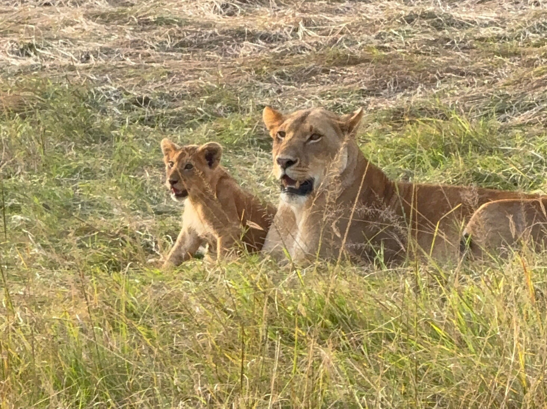 Brighte Maasai Adventures-Mara North Conservancy必去景点