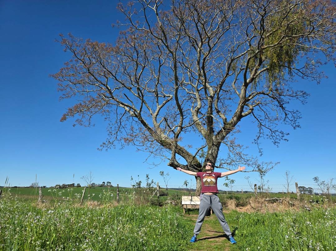 Lavandário Vale Dos Sonhos-Palmeira必去景点