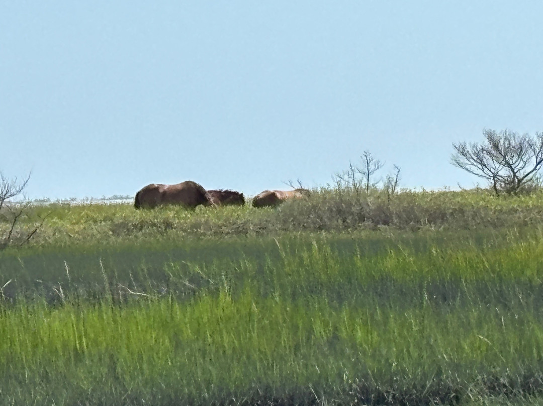 Waterbug Tours-Beaufort必去景点