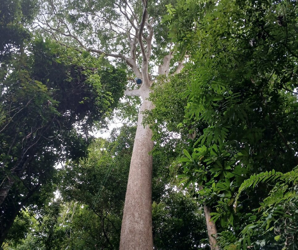Ara Manzanillo-Manzanillo必去景点