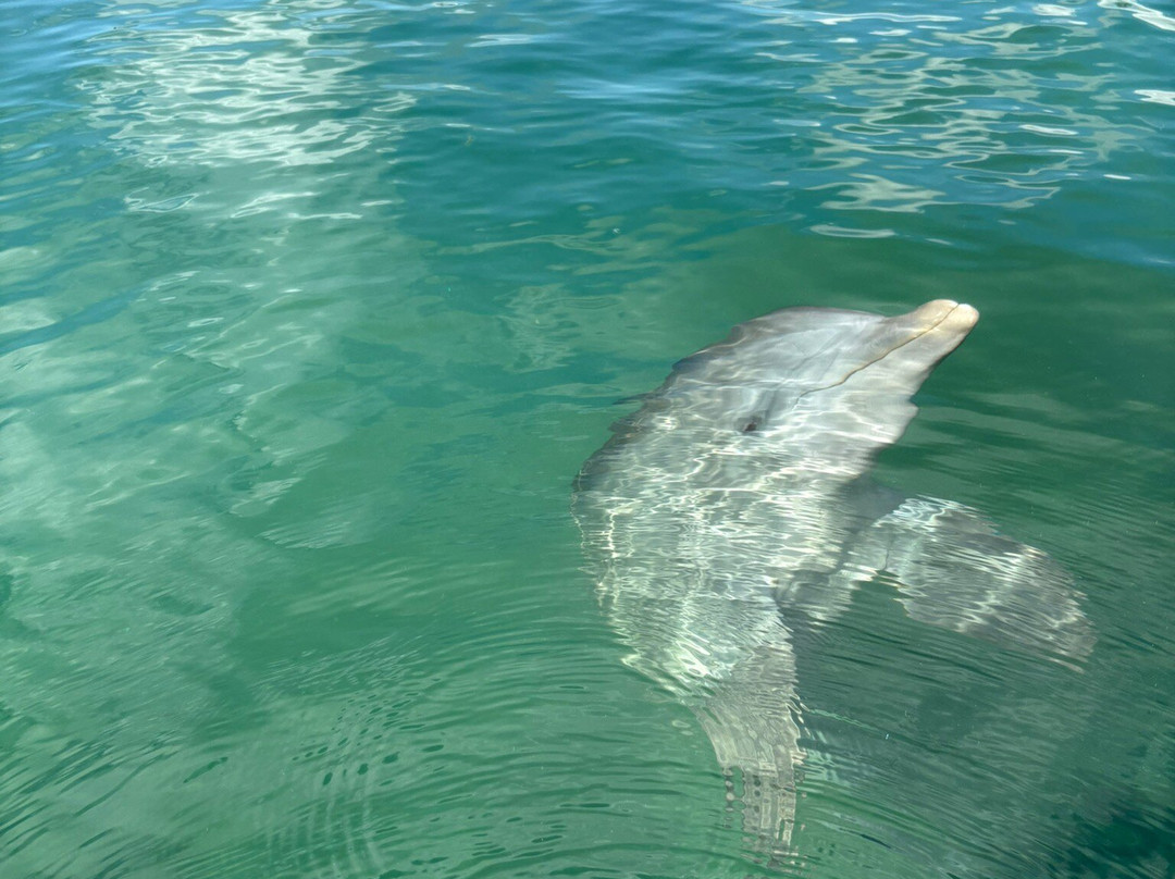 The Dolphin Experience-弗里波特必去景点