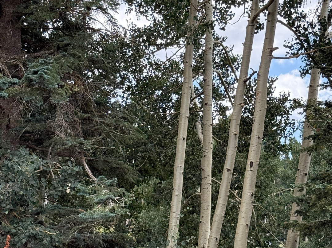 Residence Inn by Marriott Flagstaff主图