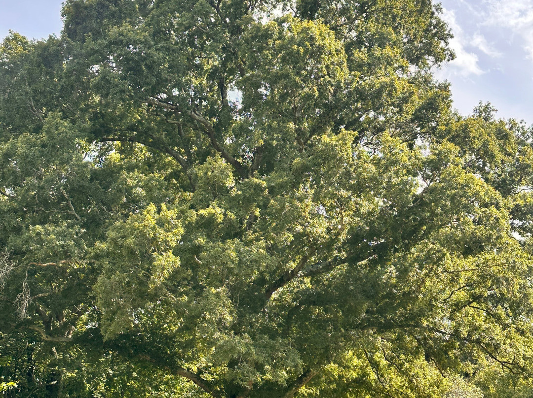 Blackwood Farm Park-Hillsborough必去景点