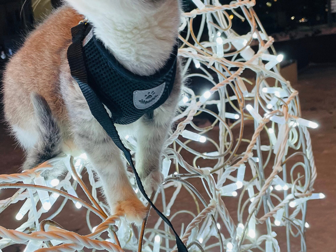 Naberezhnaya Goroda Sputnika-Zasechnoye必去景点