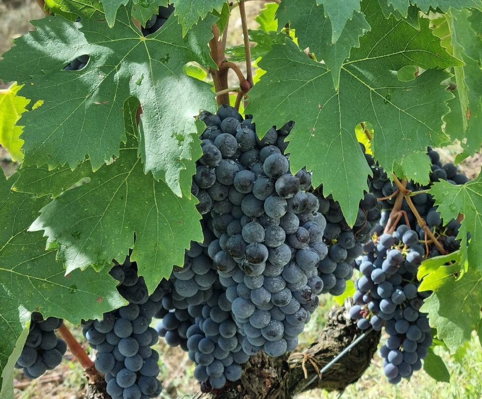 Fattoria Le Fonti-Panzano in Chianti必去景点