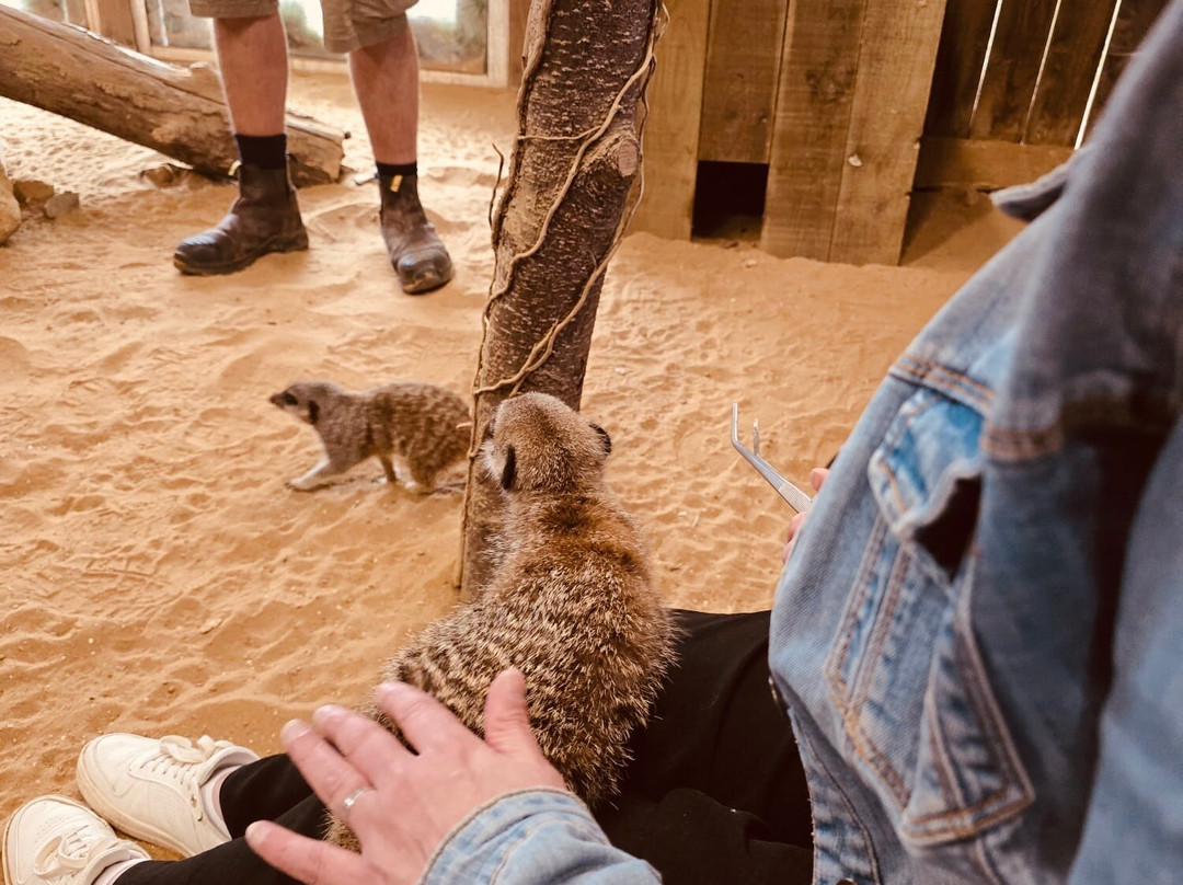 Millets Farm Falconry Centre-弗里福德希斯必去景点