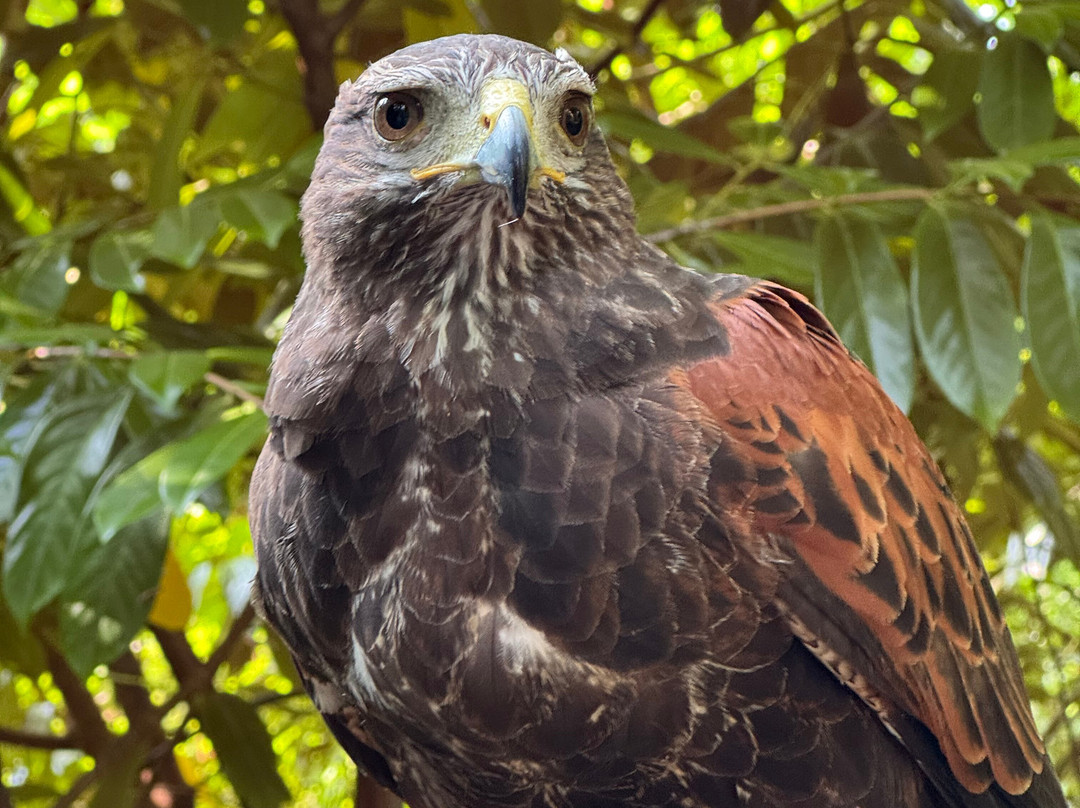 Ireland's School of Falconry-康镇必去景点