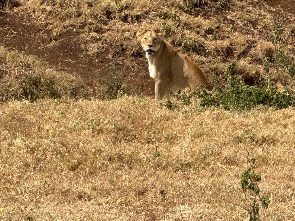Utopia safaris-阿鲁沙必去景点