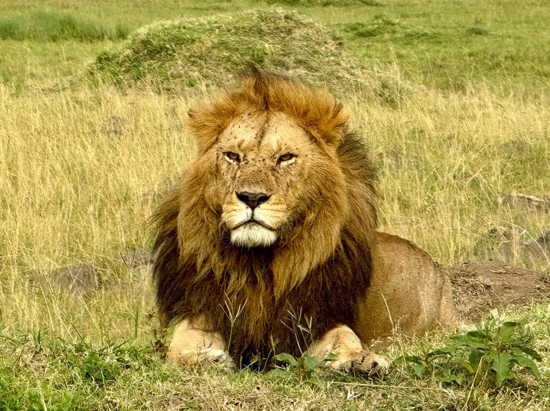 Alligator Adventures Tours & Safaris-纳罗克必去景点