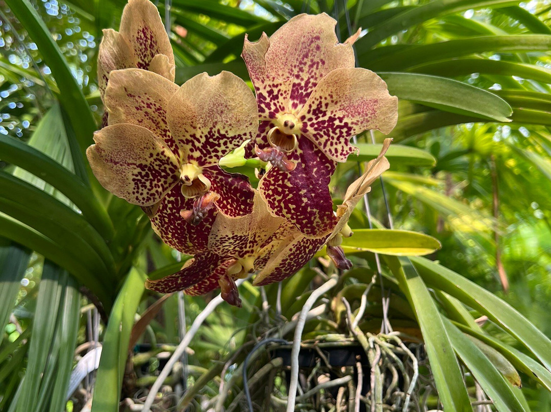Myriad Botanical Gardens-俄克拉何马城必去景点