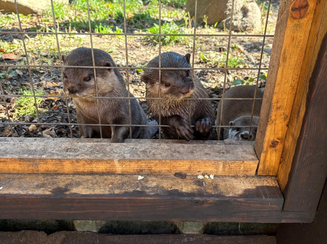 Buckfast Butterfly Farm And Dartmoor Otter Sanctuary-Buckfastleigh必去景点