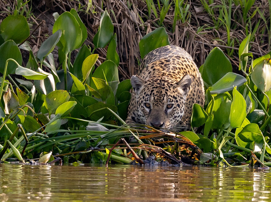 Wild Eye-弗维斯必去景点