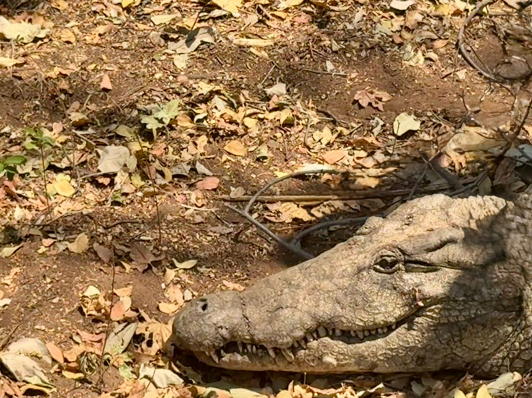 Livingstone Crocodile Park-李文斯顿必去景点