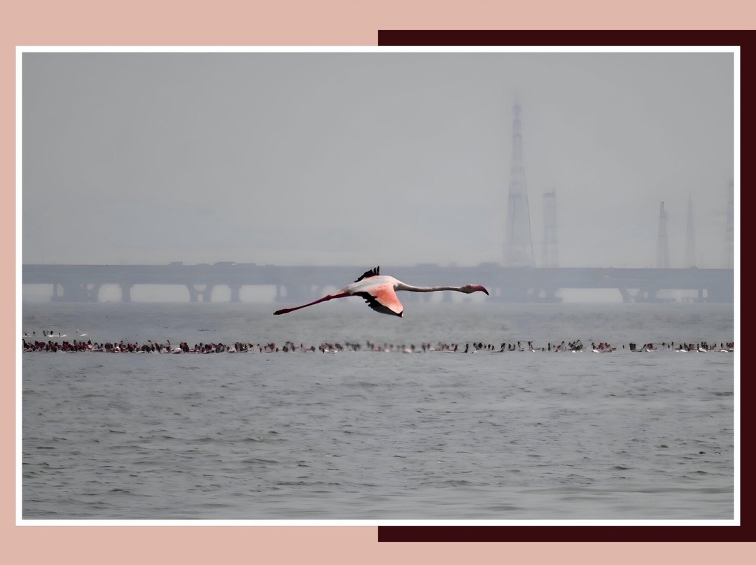 Thane Creek Flamingo Sanctuary-新孟买必去景点