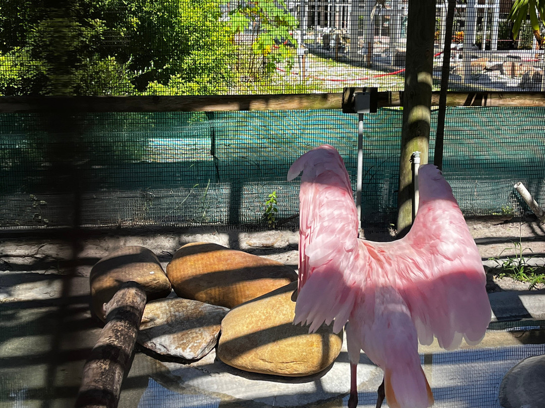 Save Our Seabirds-萨拉索塔必去景点