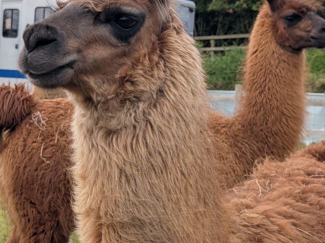 Llama Lland-Shortlanesend必去景点