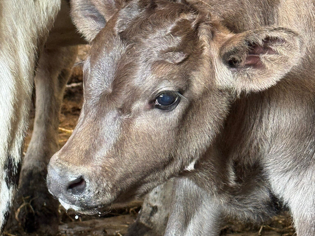 Ireland West Farm Stay-Charlestown必去景点