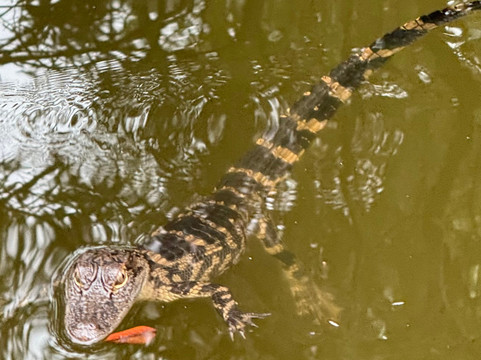 H2O Sports-希尔顿头岛必去景点