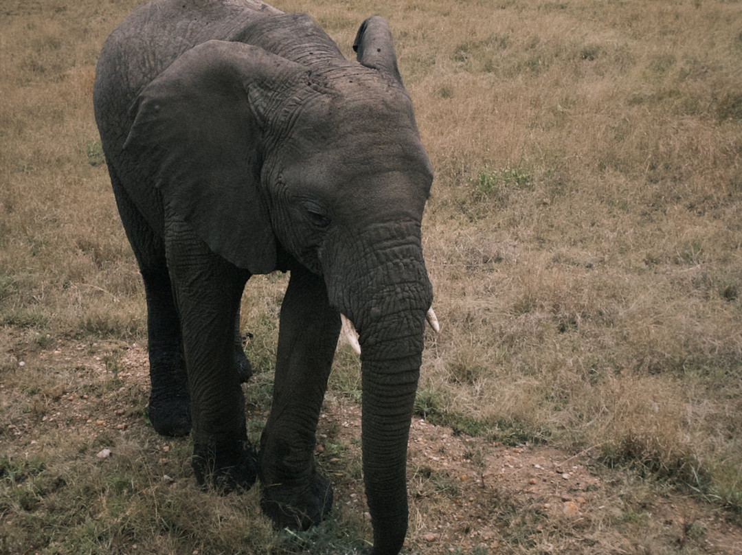 Meijo Safaris-阿鲁沙区必去景点