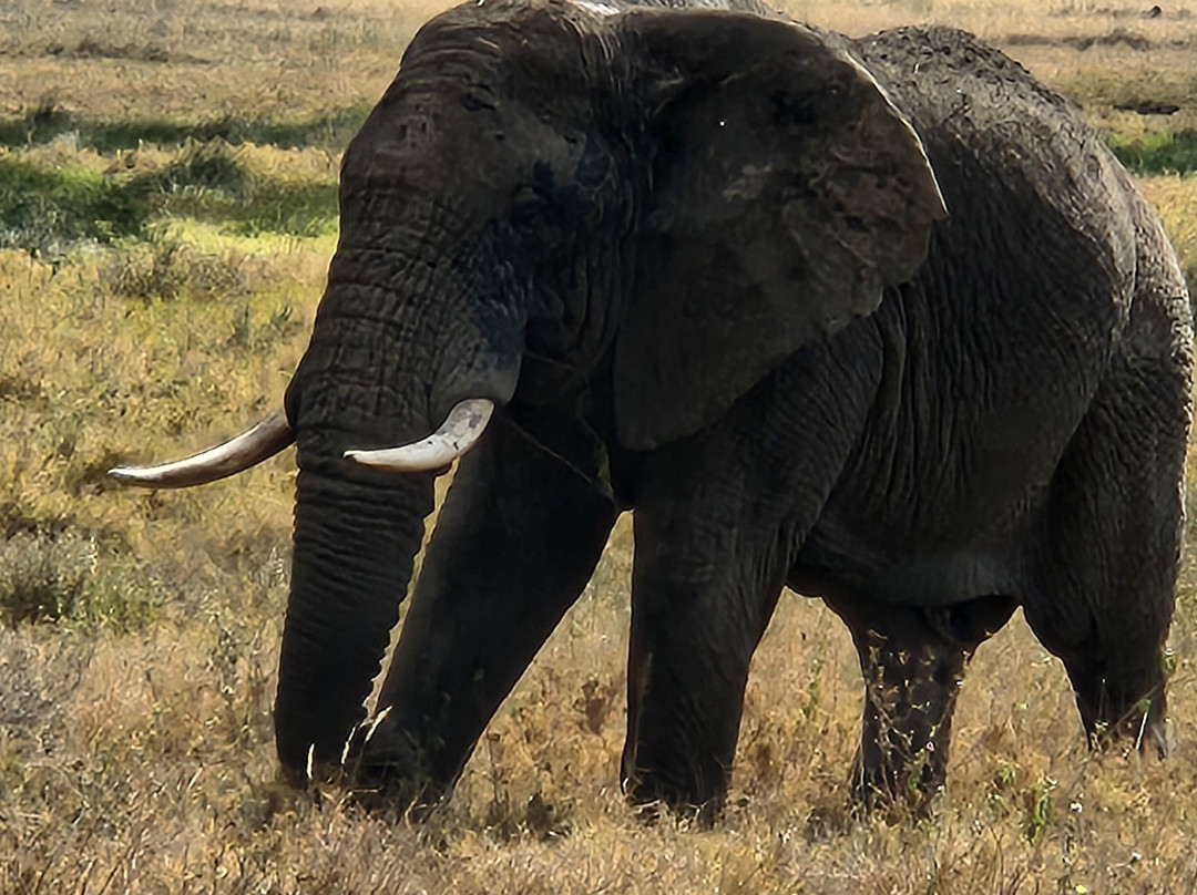 Abakombe Tours & Safaris - Day Tours-莫西必去景点