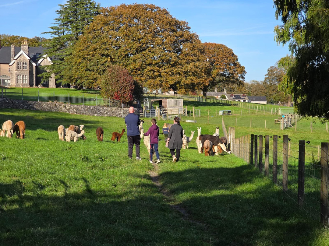 Bardsea Alpacas And Llamas-Bardsea必去景点
