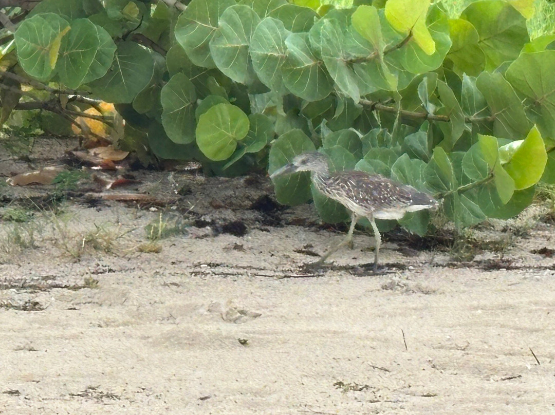 Deep Bay Beach-安提瓜必去景点