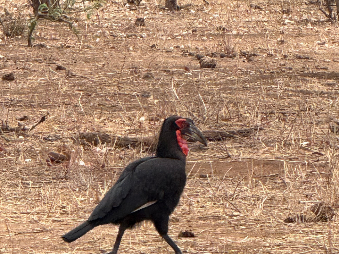 Lawson's Birding, Wildlife & Custom Safaris-尼斯普鲁特必去景点