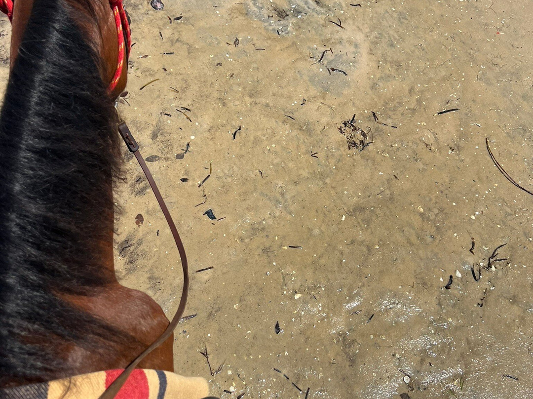 Mozambique Horse Safari-Vilanculos必去景点