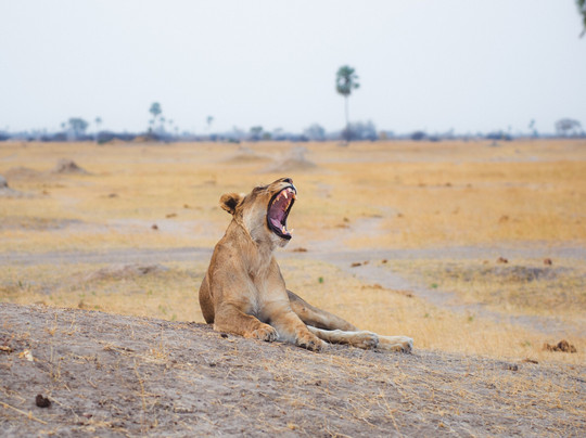 Jordan & Co. SAFARI-布拉瓦约必去景点
