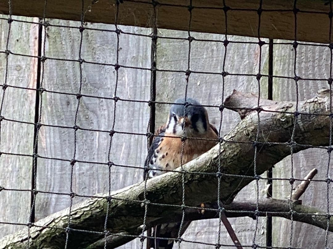 Northumberland Zoo-莫佩思必去景点