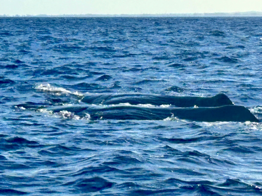 Dadou Excursion-阿尔比恩必去景点