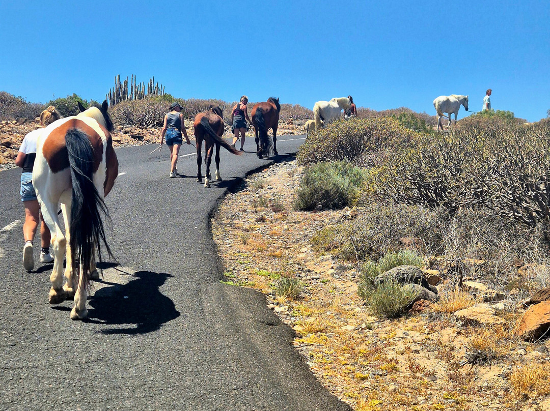 Tenerife Horse Rescue-圣克鲁斯-德特内里费必去景点
