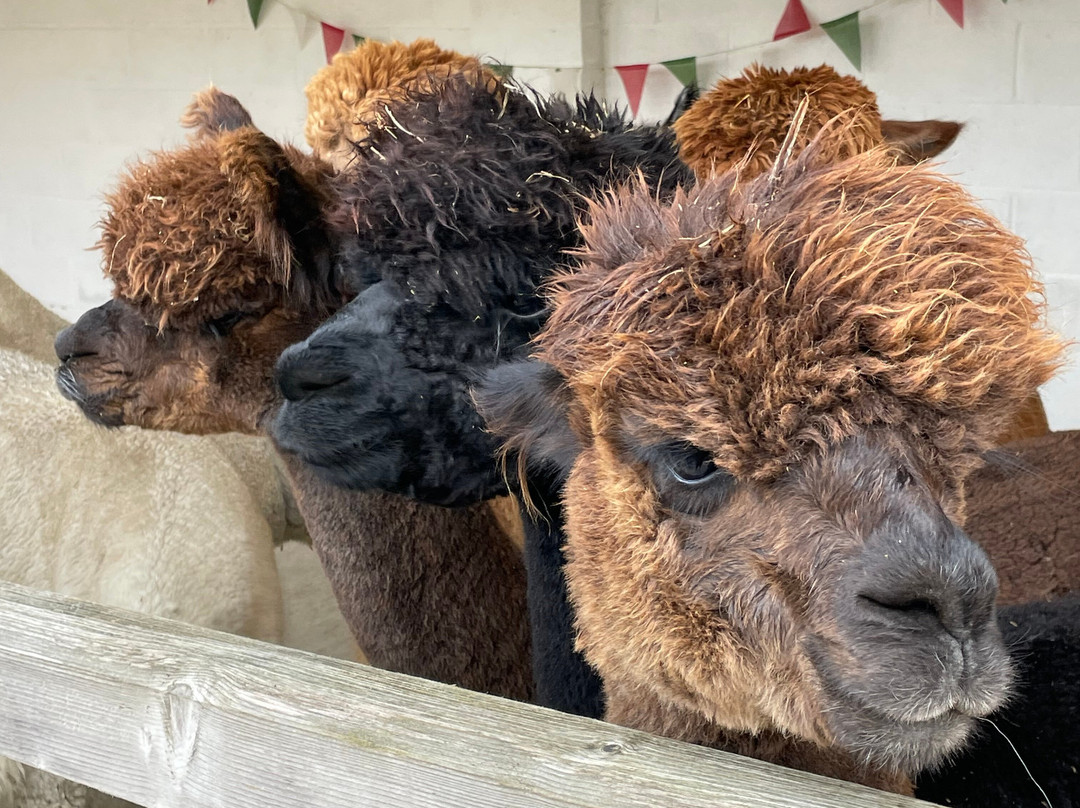 Macclesfield Alpacas-麦克尔斯菲尔德必去景点