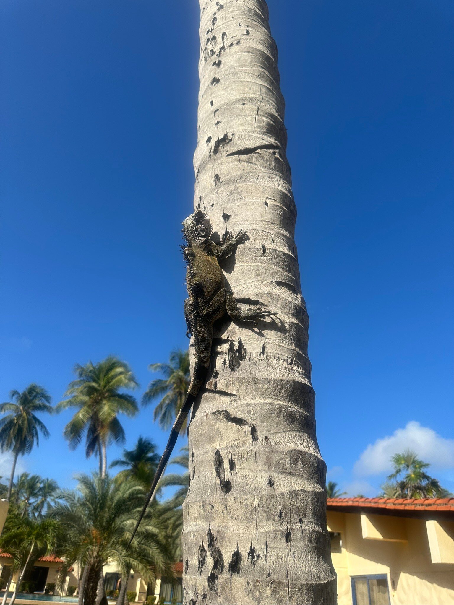 玛格丽塔岛普拉亚萨尔瓦多阿瓜赫斯佩里亚酒店-官方